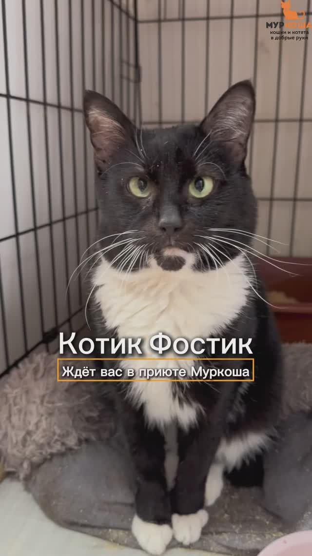 Фостик ждёт вас в приюте #Муркоша