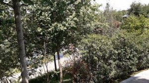 Краснодар, парк Галицкого, Японский сад. Всё красиво, ненавязчивая музыка, вокруг ароматы трав.