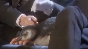 📹 Кто заразил Фредди Меркьюри ВИЧ/СПИДом!? Последние дни жизни лидера «QUEEN». → 👤 #KropTop →