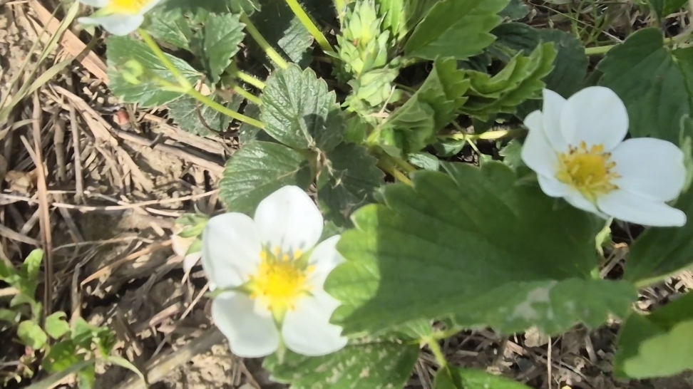 18.04.26 г.Рабочий столик из швейной машинки.Украшение станины.Красота цветущего сада.