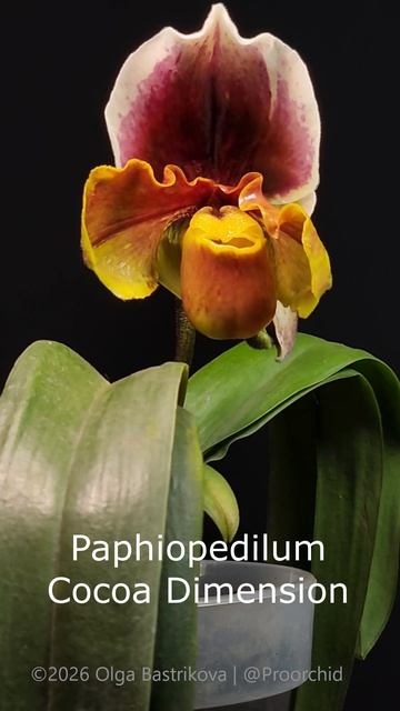 Paphiopedilum Cocoa Dimension TL
