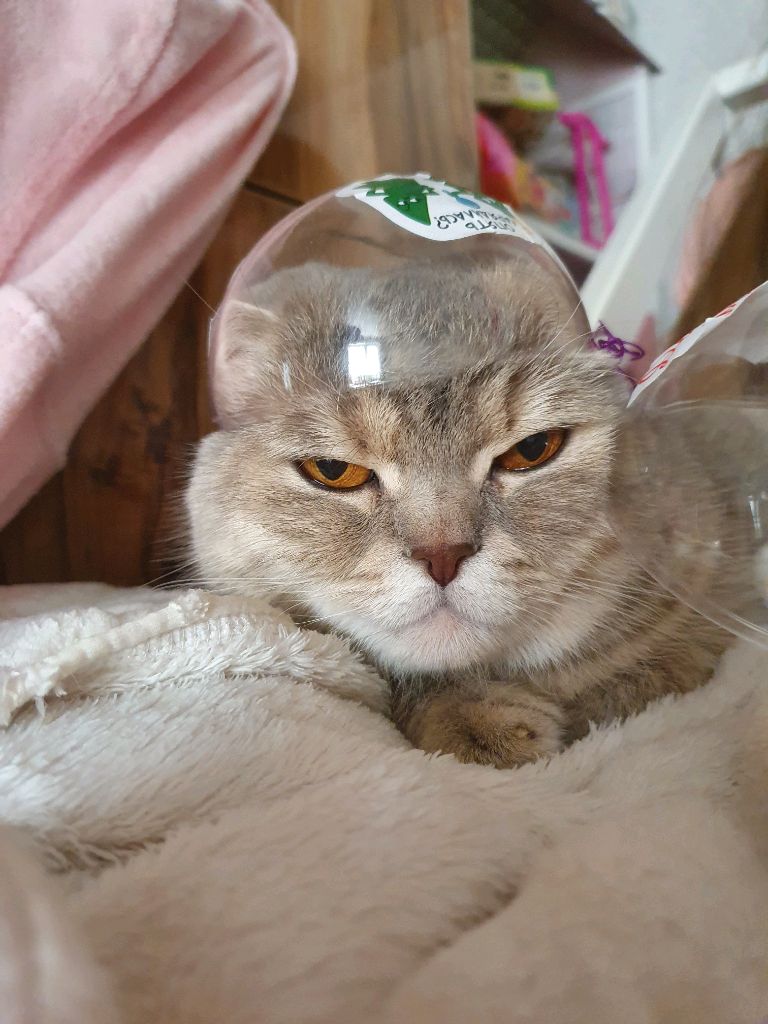 ЯЙКоооолоо