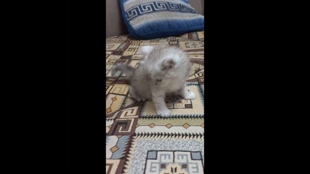 Нарцисс Фэнси 02.03.2026