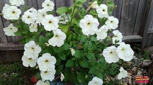 Лето на даче .