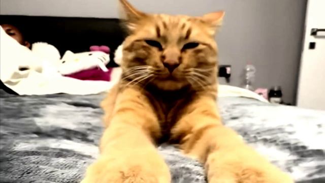 Заставка для видео РЫЖИЙ КОТИК № 534