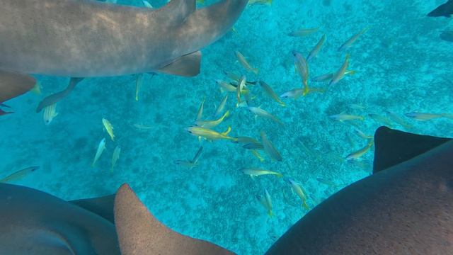 04. Акулы-Няньки