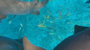 04. Мальдивы 2025. Акулы-Няньки