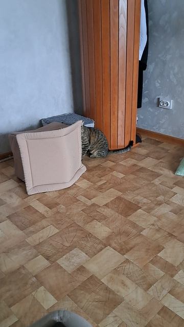 Драка котов