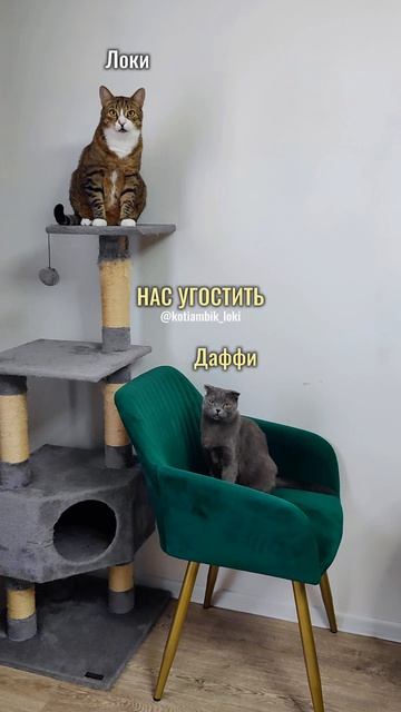 Хитрый план😸