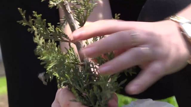 Новости Анапа регион от 17 апреля 2026 В анапской школе 4 посадили аллею памяти Валентины Гризодубов