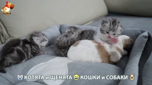 Котята и щенята 🐈🐶 Кошки и собаки 🤗 Про животных (14)