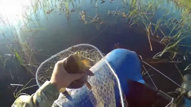 заплыл в тростник и клёв попёр!нарвался на крупняк!