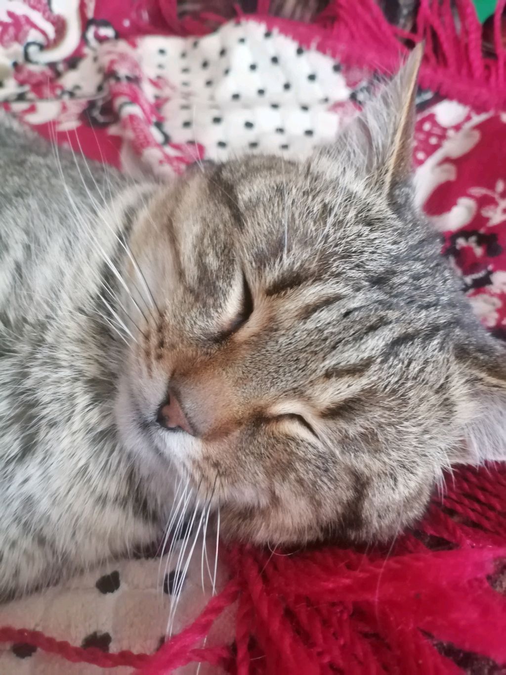 стрим по NHL 22