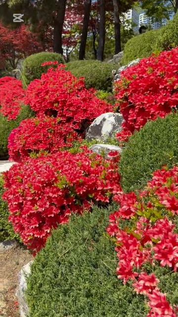 Азалия и камни!