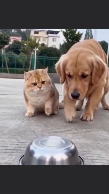 #кубокгагарина #металлургторпедо #коллаба