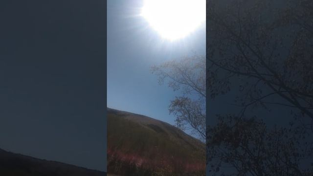 ловля ящериц нашли самца которого искали😁