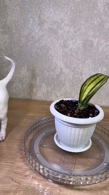 Чихуахуа-цветочница: Чикита, новая модель на подиуме. Chihuahua Flower Girl: The New Catwalk Model.