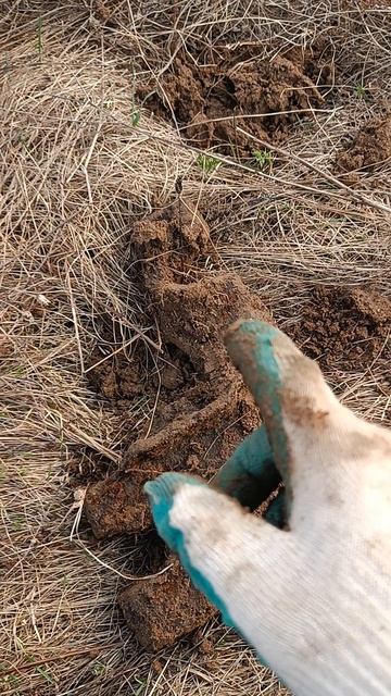 #металлокоп Китайцы вырвались на коп.