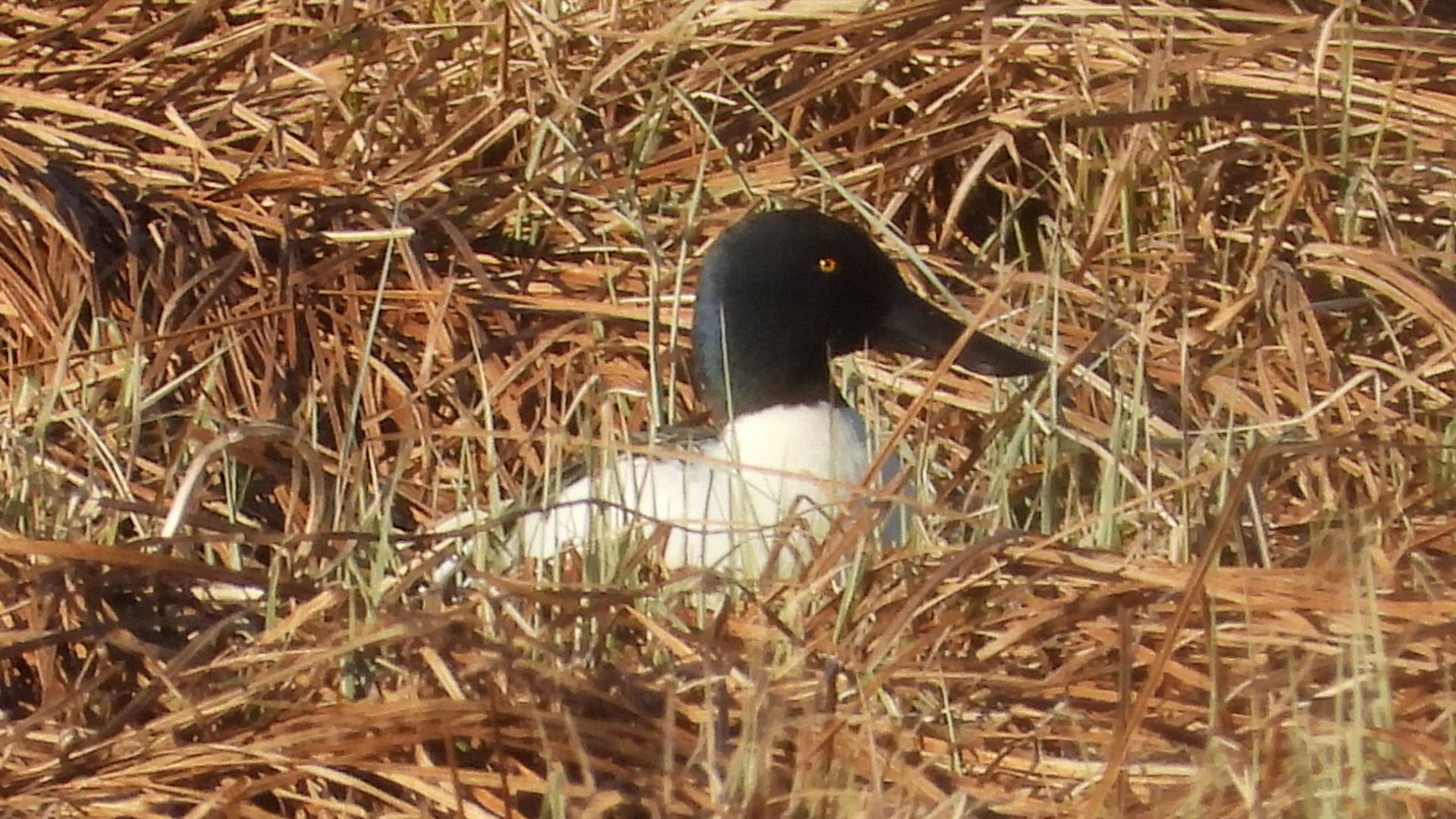 Широконоска, бёрдвотчинг, прилёт птиц в Новгородской области, Шолохово, 18 апреля 2026