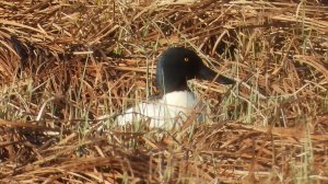Широконоска, бёрдвотчинг, прилёт птиц в Новгородской области, Шолохово, 18 апреля 2026