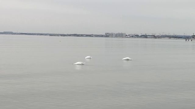 Анапа. Море чистое и полный штиль! Лебеди. 18 апреля 2026.
