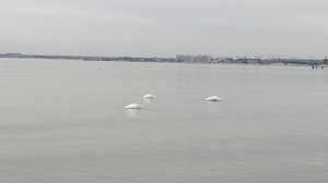 Анапа. Море чистое и полный штиль! Лебеди. 18 апреля 2026.