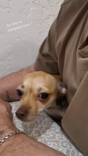 1776490479079.mp4
#маленькаясобачкаСоня