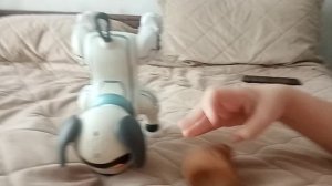 танцульки с чучелом