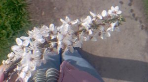 ✨цыганская песня✨ "настроения паги"✨ поëт Юра Сапак.