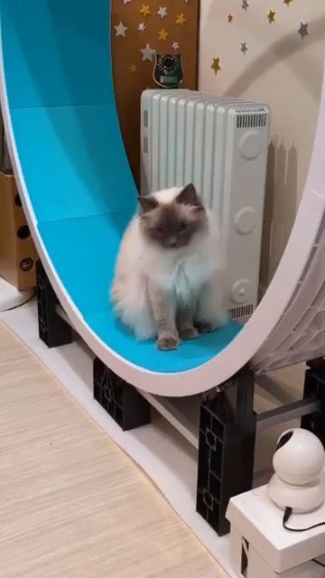 А у вас такой же котик?