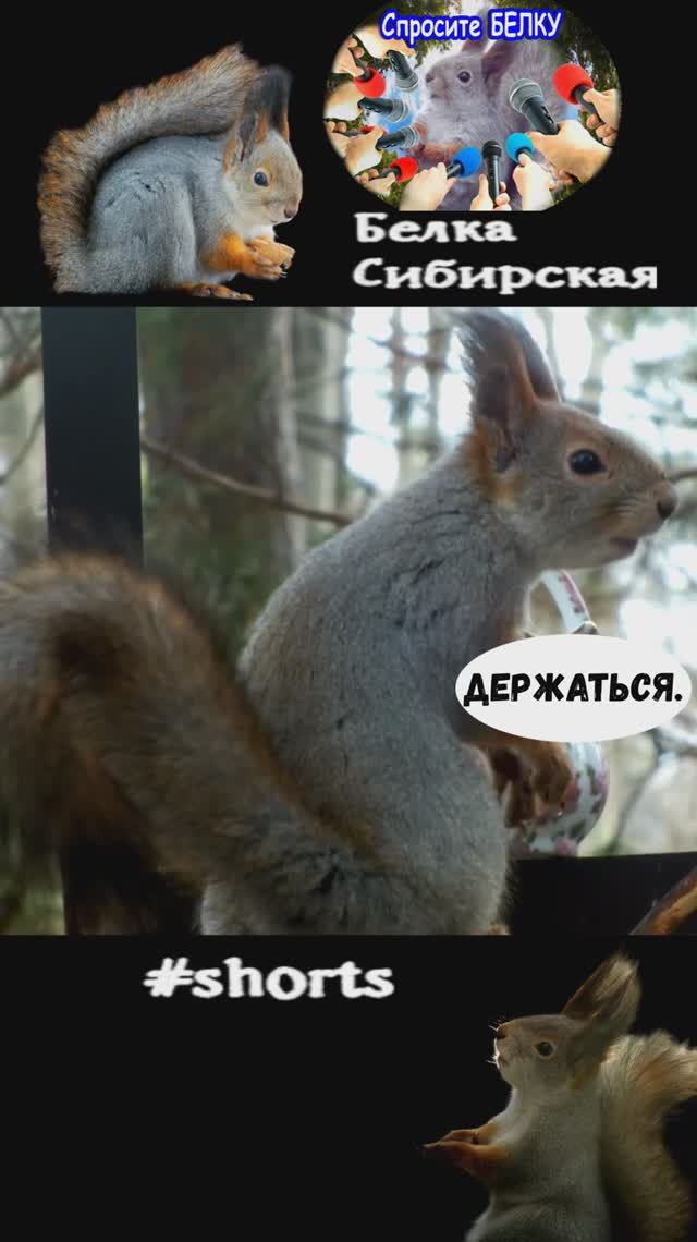 Белка сидит на кормушке в пасмурную погоду