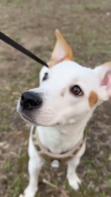 Ищет дом замечательная девочка Хани,она же Бэлла ✨

Возраст — чуть меньше года.