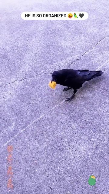 VID_20260417_131944_010.mp4