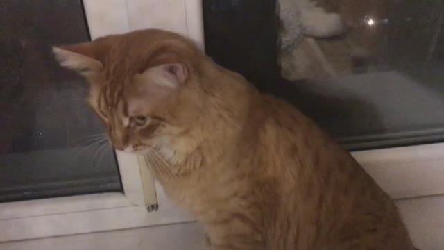 Киса здесь.