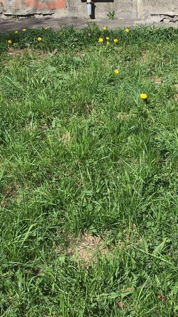 Санкт-Петербург. Проспект Энгелса. 17.04.2026. Цветы у дома. Эпизод 11