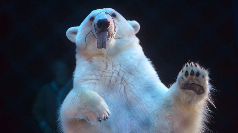 Глава Росцирка рассказал о судьбе животных-пенсионеров