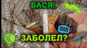 Я ДУМАЛА БАСЯ НЕ ХОТЕЛ ИДТИ В ШКОЛУ, НО ОН ЗАБОЛЕЛ?!видео с котом Басиком.