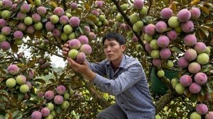 Собрал урожай сахарных яблок на рынок для продажи. Работа на ферме. Вьетнам