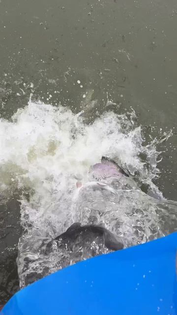 Запуск форели 502