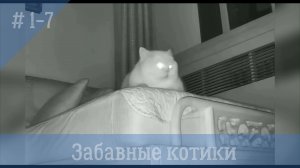 Забавные котики #1-7. Самые смешные видео с котами и кошками.
