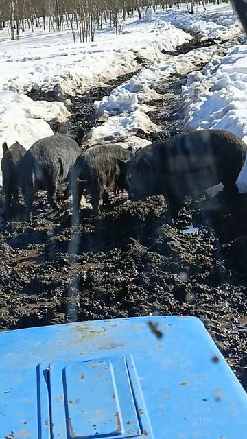 Охота на Кабана