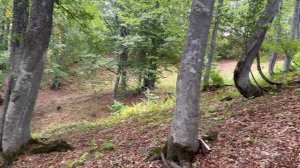 Зов Души. LOS