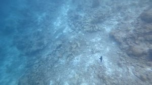 03. Мальдивы 2025. Остров Расду. Акула Рифовая Чернопёрая