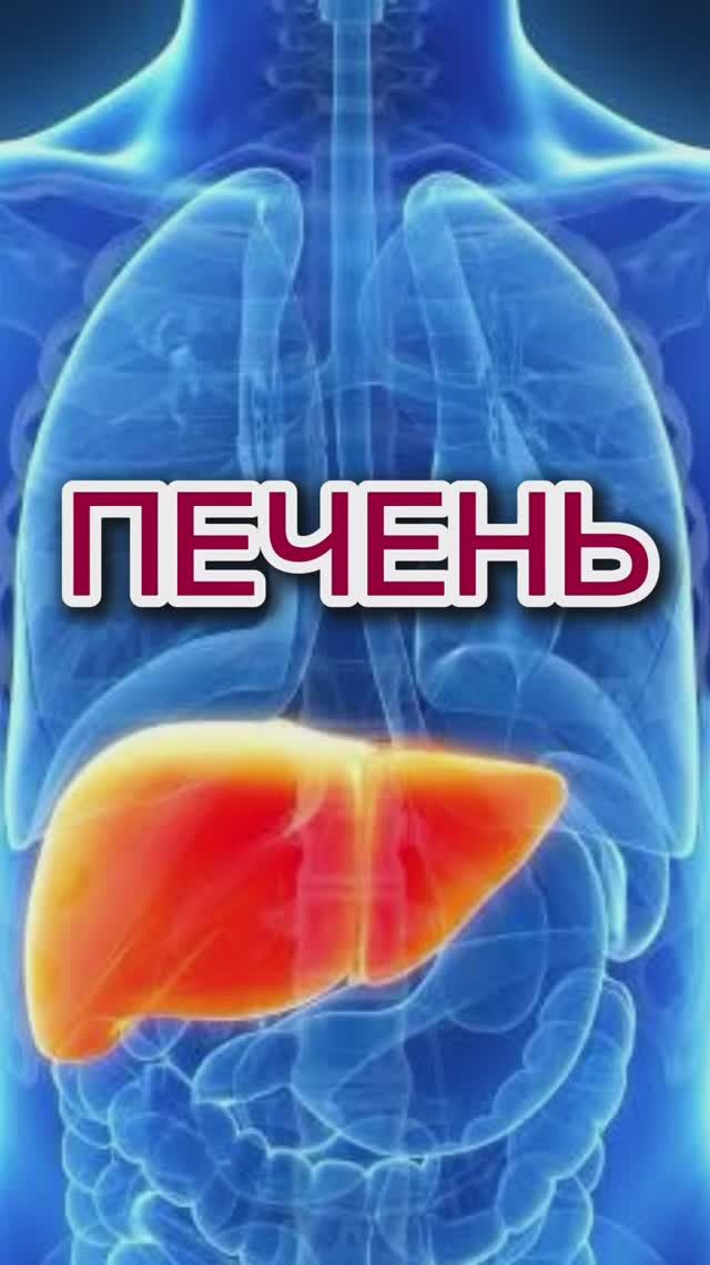 Печень