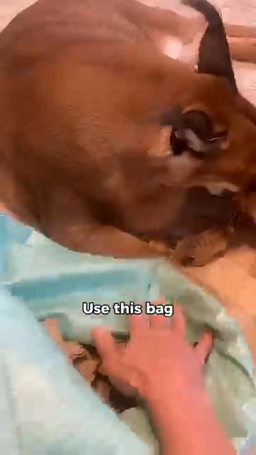 Наш каракал становится умнее #умныйкот #интеллект #кошачийблог