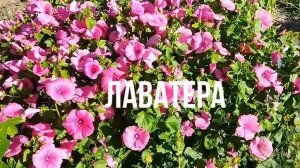 Лаватера - неприхотливое декоративное растение