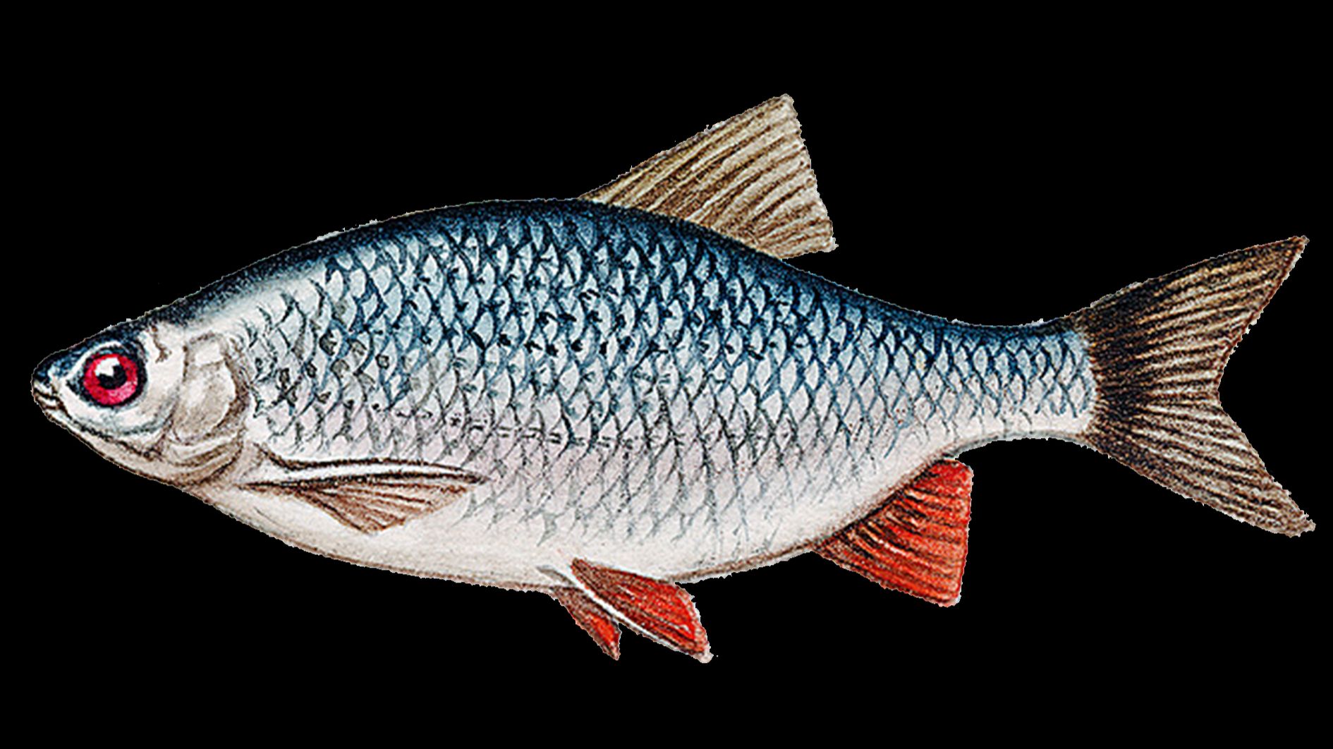 Ловля плотвы в апреле на болонскую удочку.