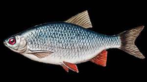 Ловля плотвы в апреле на болонскую удочку.