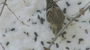 (8)Чечетки-наблюдение