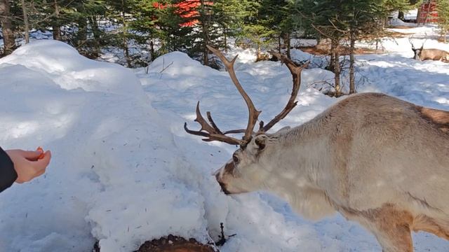 Overview of the Alpaca farm in Arkhyz. Обзор фермы Альпак в Архызе